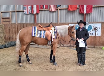 American Quarter Horse, Merrie, 5 Jaar, 150 cm, Palomino