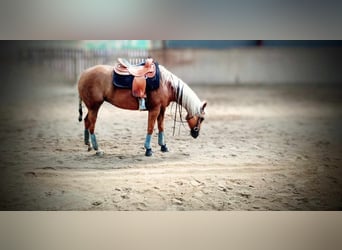 American Quarter Horse, Merrie, 5 Jaar, 150 cm, Palomino