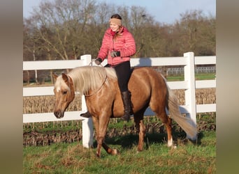 American Quarter Horse Mix, Merrie, 5 Jaar, 150 cm, Palomino