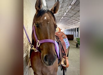 American Quarter Horse, Merrie, 5 Jaar, 150 cm, Red Dun