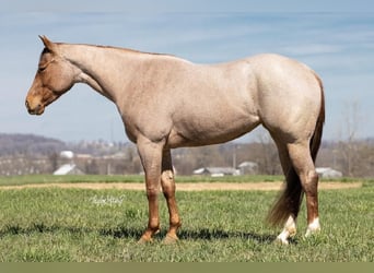American Quarter Horse, Merrie, 5 Jaar, 150 cm, Roan-Red
