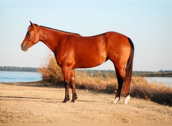 American Quarter Horse, Merrie, 5 Jaar, 150 cm, Roodbruin