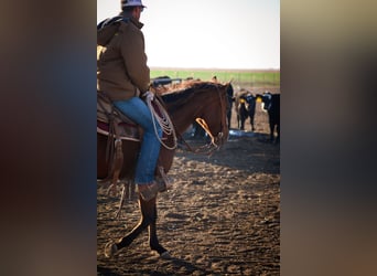 American Quarter Horse, Merrie, 5 Jaar, 150 cm, Roodbruin