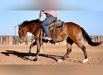 American Quarter Horse, Merrie, 5 Jaar, 150 cm, Roodbruin