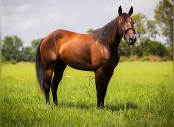 American Quarter Horse, Merrie, 5 Jaar, 150 cm, Roodbruin