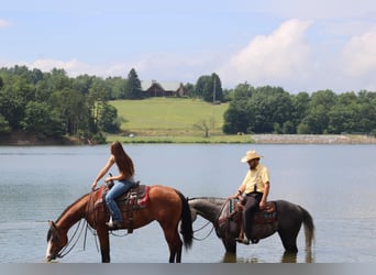 American Quarter Horse, Merrie, 5 Jaar, 150 cm, Roodbruin