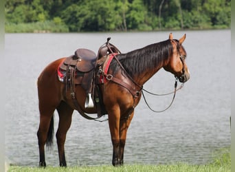 American Quarter Horse, Merrie, 5 Jaar, 150 cm, Roodbruin