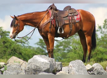 American Quarter Horse, Merrie, 5 Jaar, 150 cm, Roodbruin