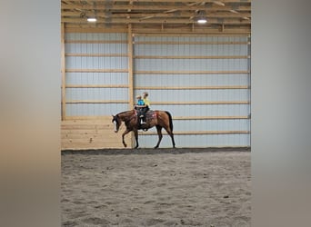American Quarter Horse, Merrie, 5 Jaar, 150 cm, Roodbruin