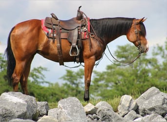 American Quarter Horse, Merrie, 5 Jaar, 150 cm, Roodbruin