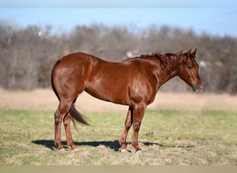 American Quarter Horse, Merrie, 5 Jaar, 150 cm, Roodvos