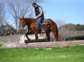 American Quarter Horse, Merrie, 5 Jaar, 150 cm, Roodvos