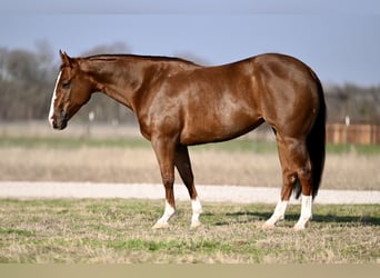 American Quarter Horse, Merrie, 5 Jaar, 150 cm, Roodvos