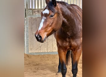 American Quarter Horse, Merrie, 5 Jaar, 151 cm, Bruin