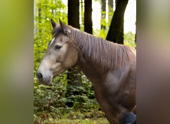 American Quarter Horse, Merrie, 5 Jaar, 151 cm, Buckskin