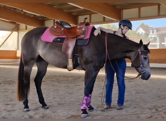 American Quarter Horse, Merrie, 5 Jaar, 151 cm, Buckskin