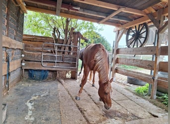 American Quarter Horse Mix, Merrie, 5 Jaar, 151 cm, Vos