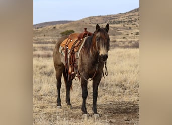 American Quarter Horse, Merrie, 5 Jaar, 152 cm, Buckskin