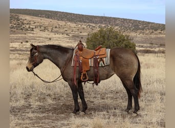 American Quarter Horse, Merrie, 5 Jaar, 152 cm, Buckskin