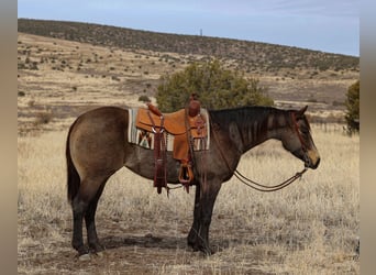 American Quarter Horse, Merrie, 5 Jaar, 152 cm, Buckskin