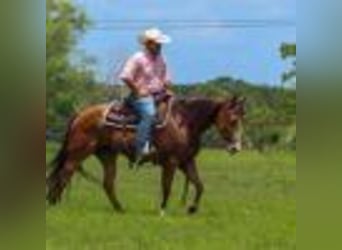 American Quarter Horse, Merrie, 5 Jaar, 152 cm, Buckskin