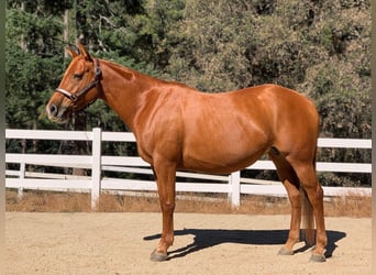 American Quarter Horse, Merrie, 5 Jaar, 152 cm, Donkere-vos