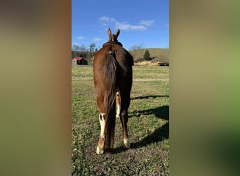 American Quarter Horse, Merrie, 5 Jaar, 152 cm, Donkere-vos