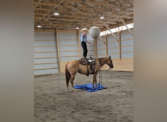 American Quarter Horse Mix, Merrie, 5 Jaar, 152 cm, Falbe