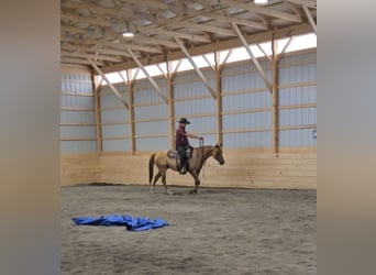 American Quarter Horse Mix, Merrie, 5 Jaar, 152 cm, Falbe