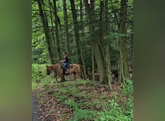 American Quarter Horse Mix, Merrie, 5 Jaar, 152 cm, Falbe