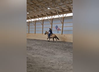 American Quarter Horse Mix, Merrie, 5 Jaar, 152 cm, Falbe