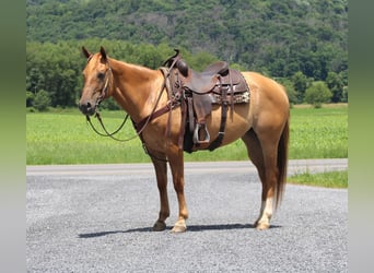 American Quarter Horse Mix, Merrie, 5 Jaar, 152 cm, Falbe