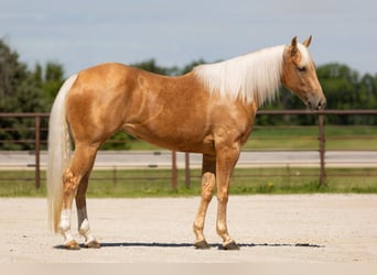American Quarter Horse, Merrie, 5 Jaar, 152 cm, Palomino
