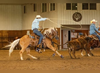 American Quarter Horse, Merrie, 5 Jaar, 152 cm, Palomino