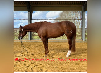 American Quarter Horse, Merrie, 5 Jaar, 152 cm, Palomino