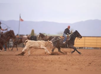 American Quarter Horse, Merrie, 5 Jaar, 152 cm, Roan-Bay