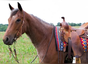American Quarter Horse, Merrie, 5 Jaar, 152 cm, Roan-Red