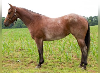 American Quarter Horse, Merrie, 5 Jaar, 152 cm, Roan-Red
