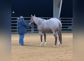 American Quarter Horse, Merrie, 5 Jaar, 152 cm, Roan-Red