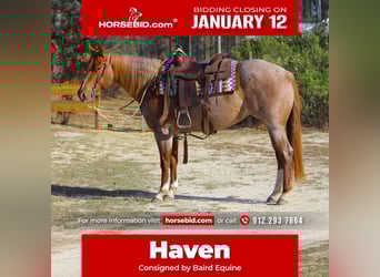 American Quarter Horse, Merrie, 5 Jaar, 152 cm, Roan-Red