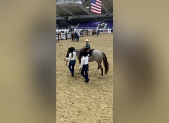 American Quarter Horse, Merrie, 5 Jaar, 152 cm, Roan-Red