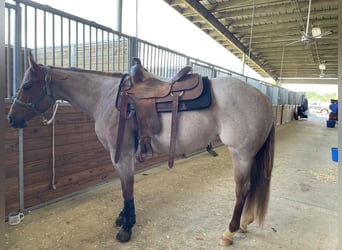 American Quarter Horse, Merrie, 5 Jaar, 152 cm, Roan-Red