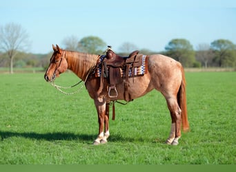 American Quarter Horse, Merrie, 5 Jaar, 152 cm, Roan-Red