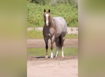 American Quarter Horse, Merrie, 5 Jaar, 152 cm, Roan-Red