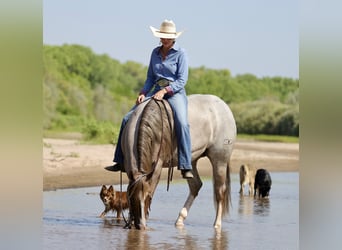 American Quarter Horse, Merrie, 5 Jaar, 152 cm, Roan-Red