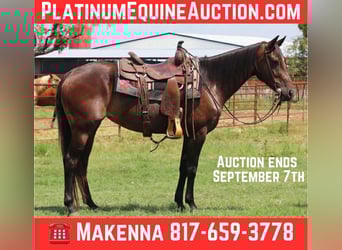 American Quarter Horse, Merrie, 5 Jaar, 152 cm, Roodbruin