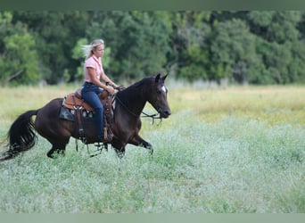 American Quarter Horse, Merrie, 5 Jaar, 152 cm, Roodbruin