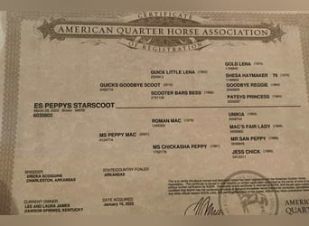 American Quarter Horse, Merrie, 5 Jaar, 152 cm, Roodbruin