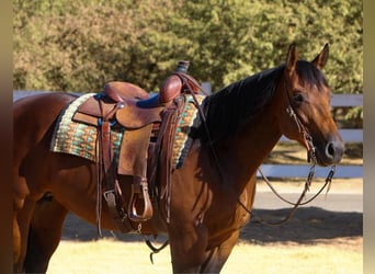 American Quarter Horse, Merrie, 5 Jaar, 152 cm, Roodbruin