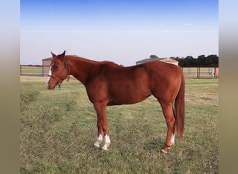 American Quarter Horse, Merrie, 5 Jaar, 152 cm, Roodvos